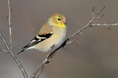 American Goldfinch