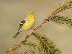 American Goldfinch