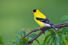 American Goldfinch