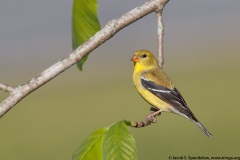 American Goldfinch