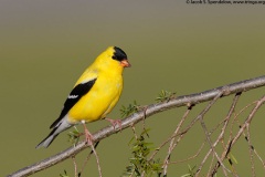 American Goldfinch