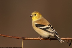 American Goldfinch