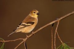 American Goldfinch