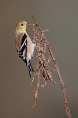 American Goldfinch