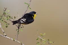 Lesser Goldfinch