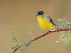 Lesser Goldfinch