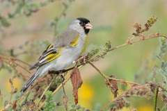 Lawrence's Goldfinch