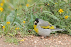 Lawrence's Goldfinch