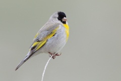 Lawrence's Goldfinch