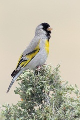 Lawrence's Goldfinch