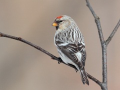 Hoary Redpoll (Hornemann's Race)