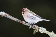 Hoary Redpoll