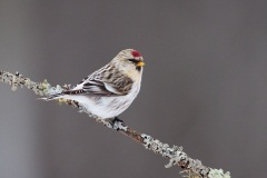 Hoary Redpoll