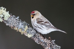 Hoary Redpoll