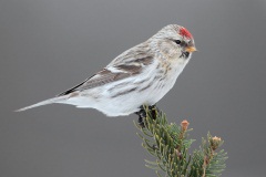 Hoary Redpoll (Exilipes Race)