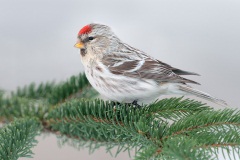 Hoary Redpoll (Exilipes Race)