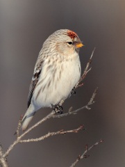 Hoary Redpoll (Hornemann's Race)