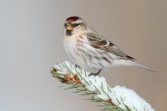 Hoary Redpoll (Exilipes Race)