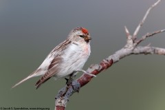 Hoary Redpoll