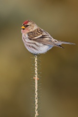 Common Redpoll