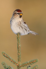 Common Redpoll