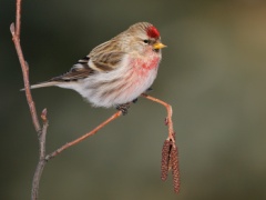 Common Redpoll