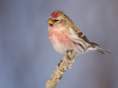 Common Redpoll