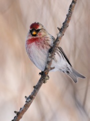 Common Redpoll