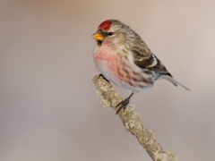 Common Redpoll