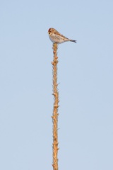 Common Redpoll