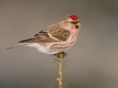 Common Redpoll