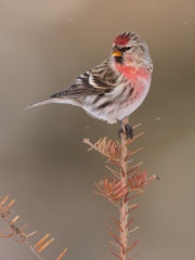 Common Redpoll