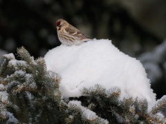 Common Redpoll