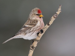 Common Redpoll