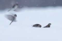 Common Redpoll