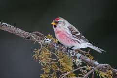 Common Redpoll