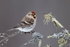 Common Redpoll