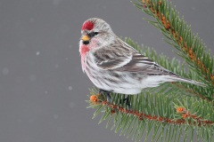 Common Redpoll