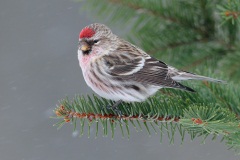 Common Redpoll