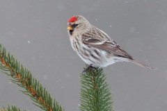 Common Redpoll