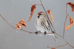 Common Redpoll