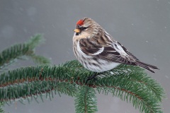 Common Redpoll