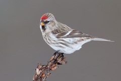 Common Redpoll