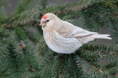 Common Redpoll