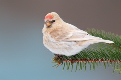 Common Redpoll