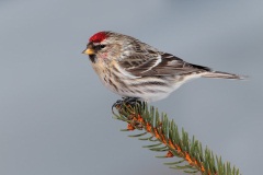 Common Redpoll