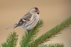 Common Redpoll