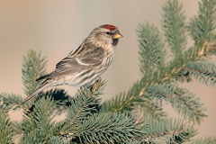 Common Redpoll