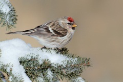 Common Redpoll