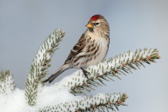 Common Redpoll